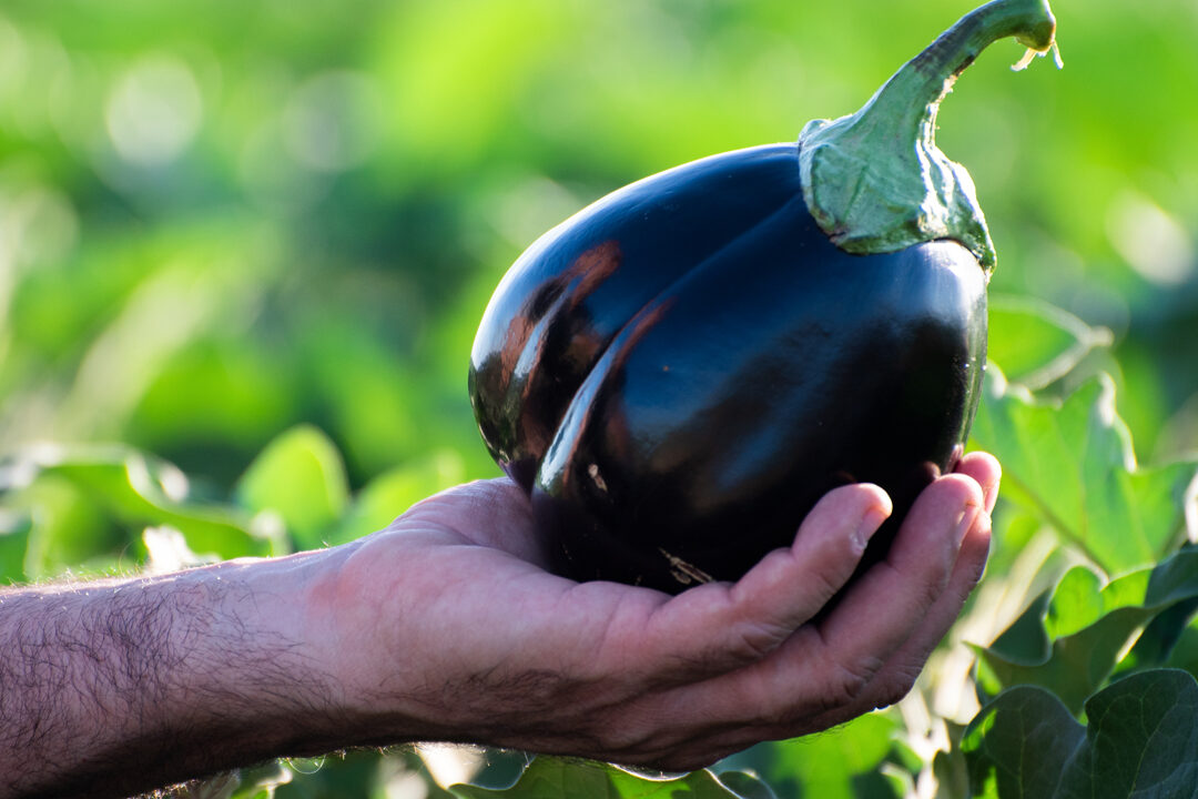 img tablet From seed to table